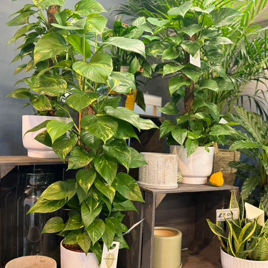 Transform Your Space with Stunning Houseplants From Our Florist