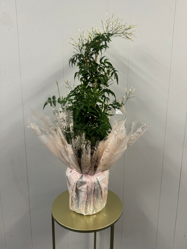 Jasmine Plant Gift Wrapped