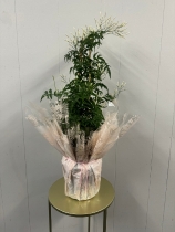 Jasmine Plant Gift Wrapped