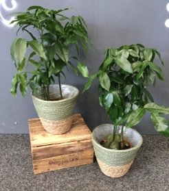 Castano Indoor Plant in a Basket