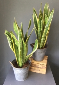 Snake Plant in a Tin